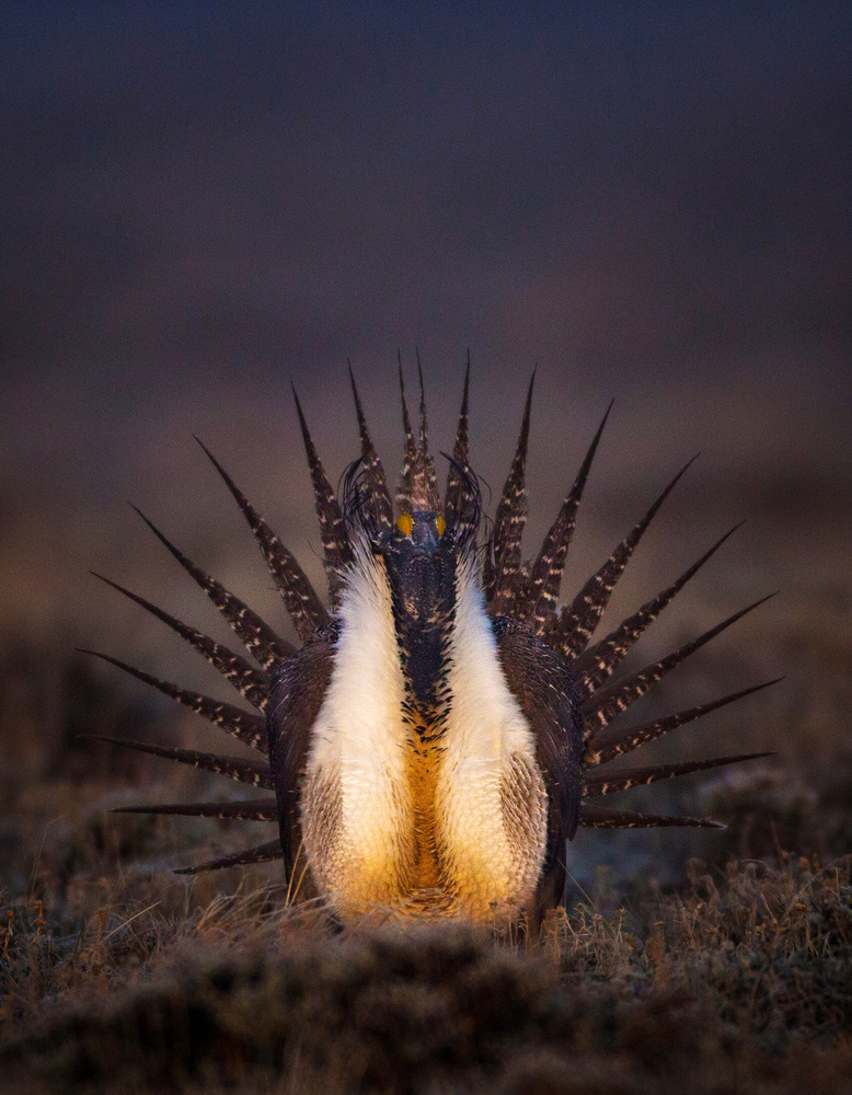 Fight me... von Verdon