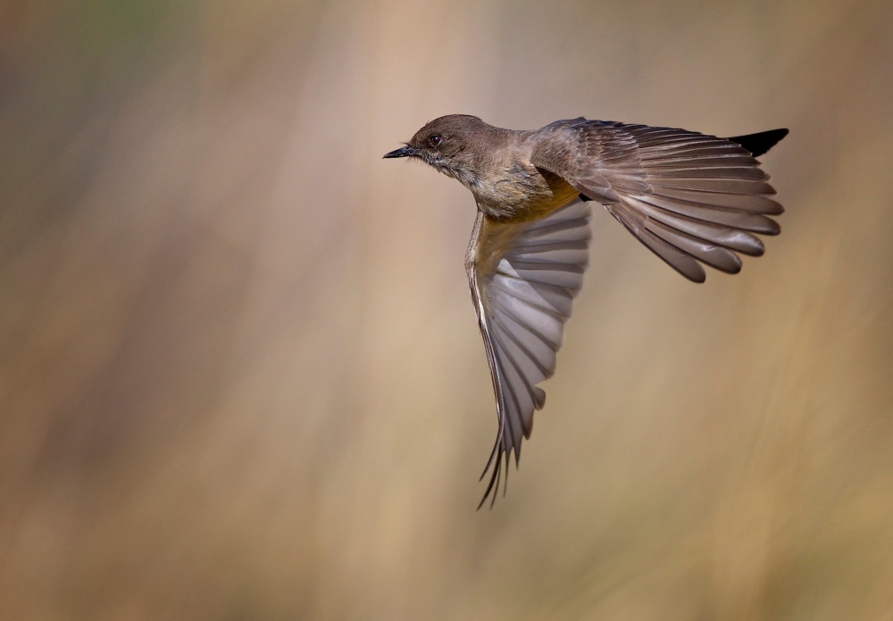 Follow me von Verdon