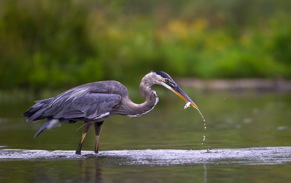 Gotchaaaaa von Verdon