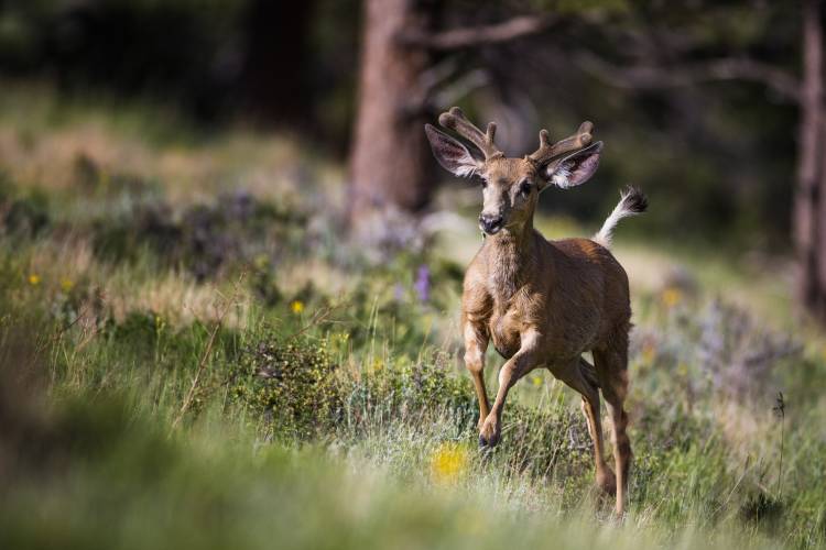 Happyyyyyyy... von Verdon