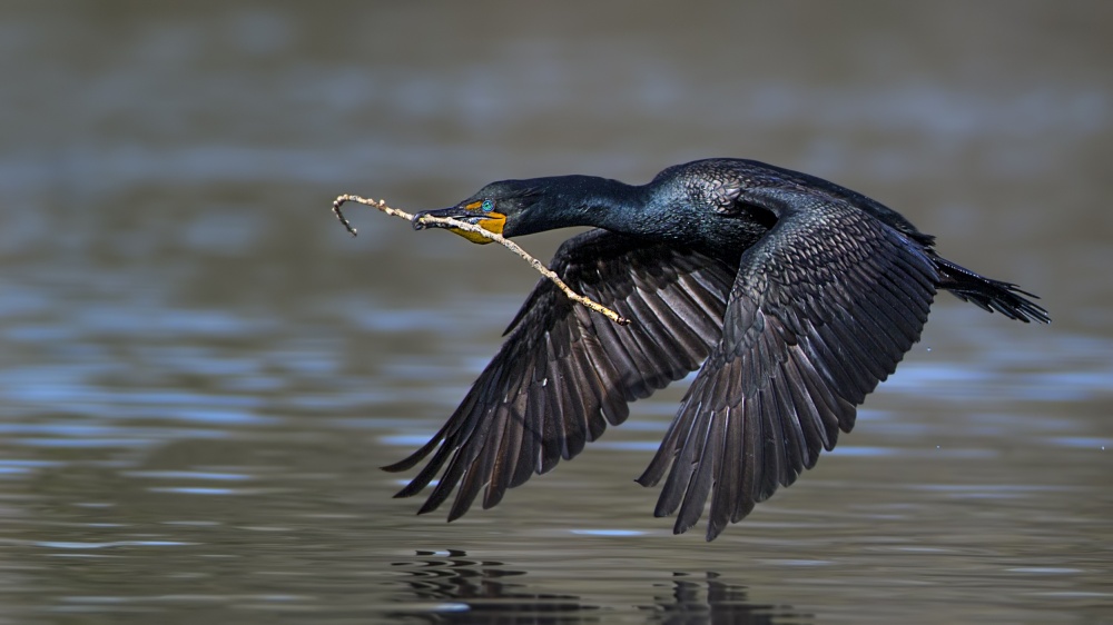 Working hard von Verdon