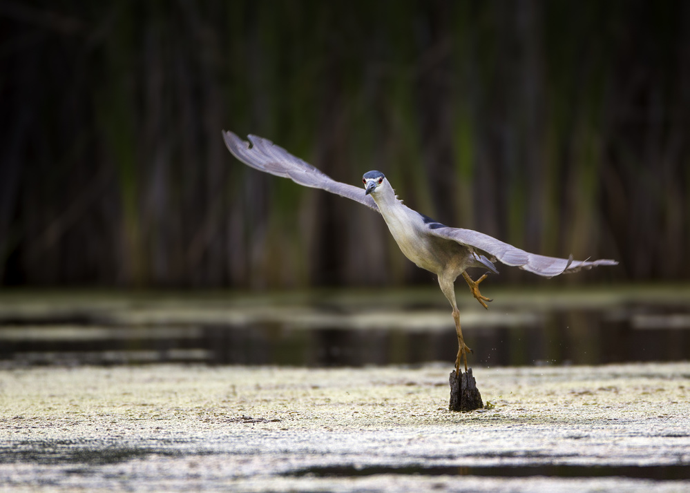 Can you do it? von Verdon
