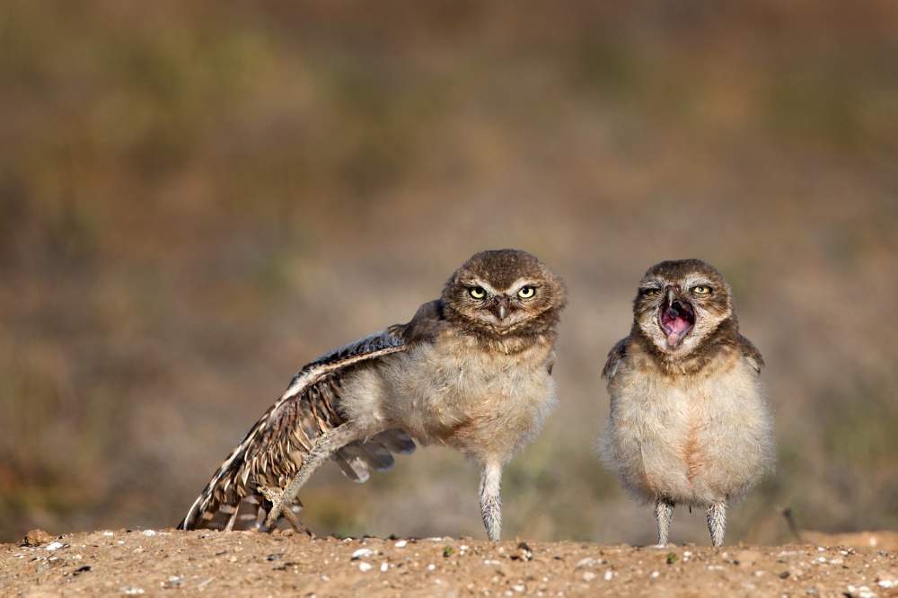 Morning exercise ... von Verdon