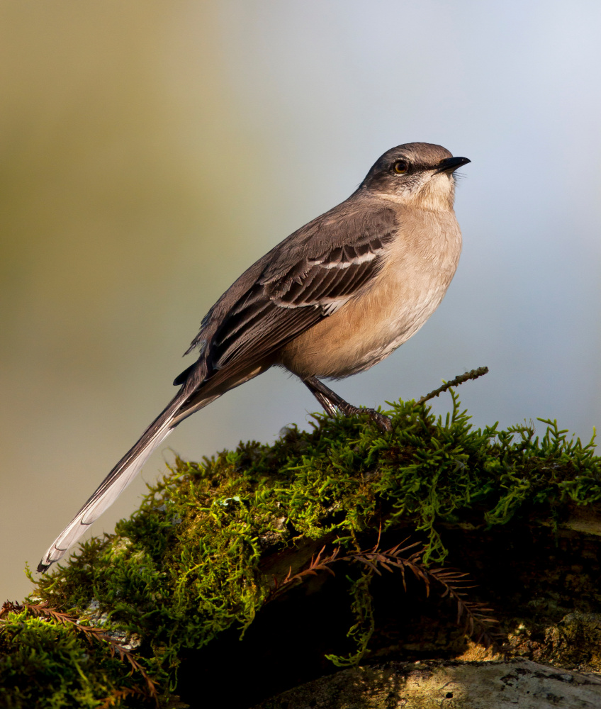 Northern mockingbird von Verdon