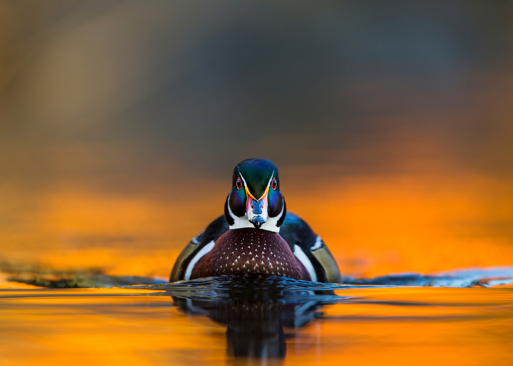 Low angle meeting von Verdon