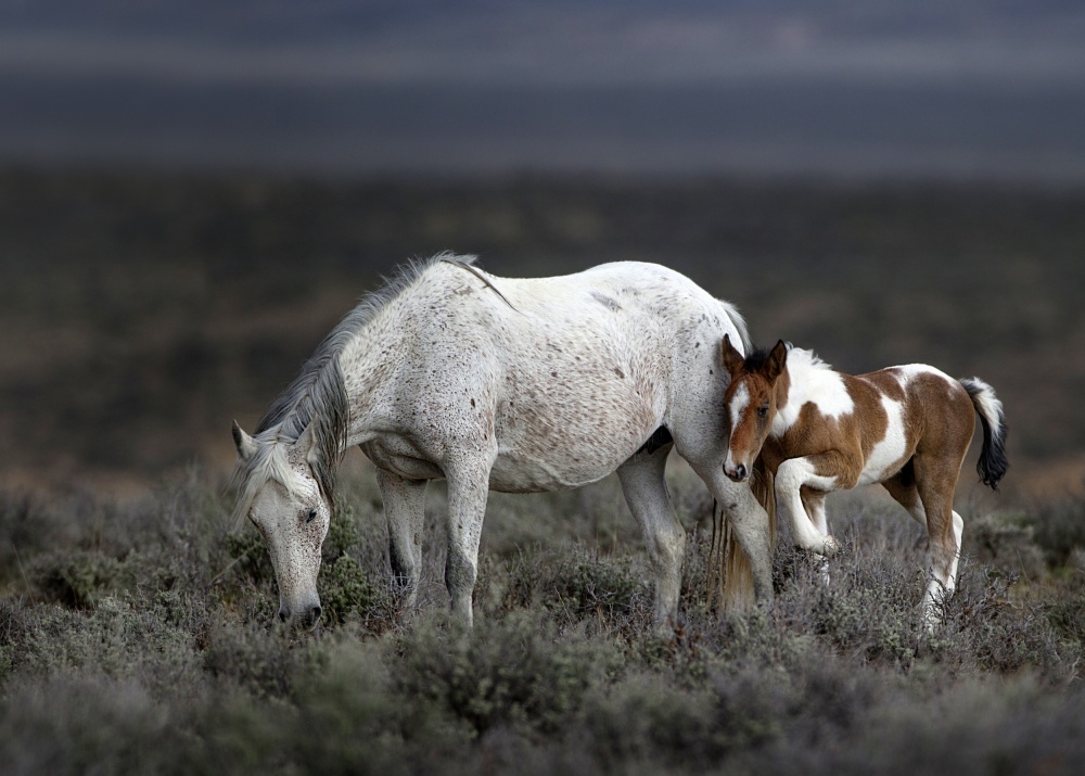 Wild Mustang Generations ... von Verdon