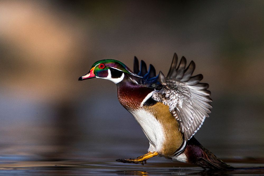 Weiche Landung von verdon
