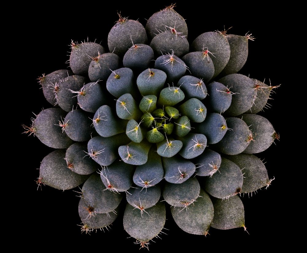 Echeveria setosa var. deminuta von Victor Mozqueda