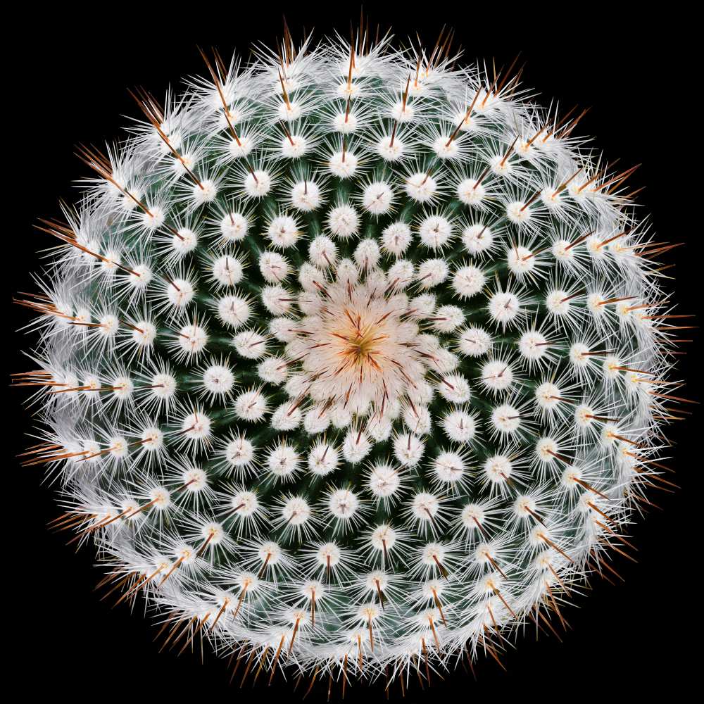 Notocactus scopa von Victor Mozqueda