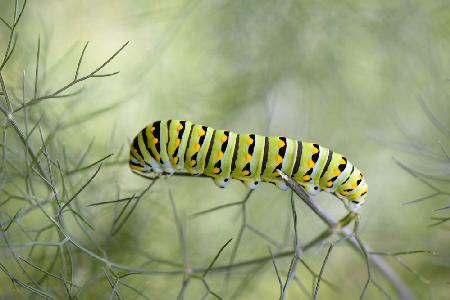 Papilio polyxenes caterpillar