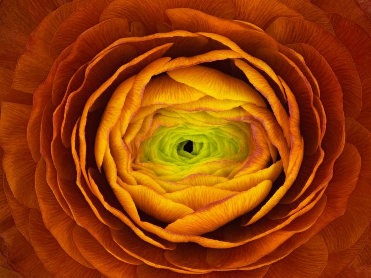 Ranunculus asiaticus von Victor Mozqueda