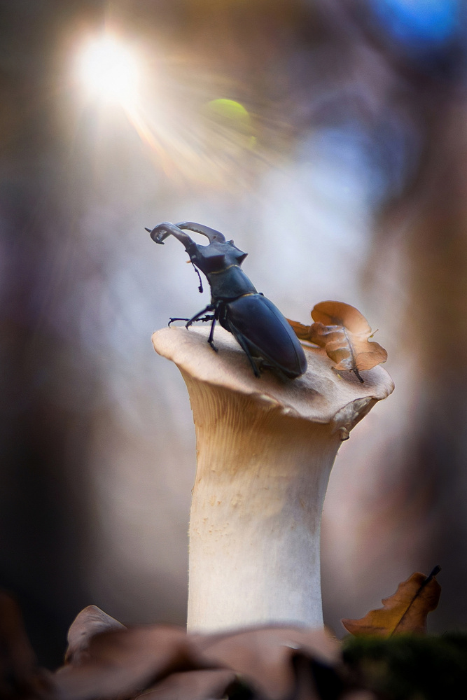 Towards von Victoria Bykanova