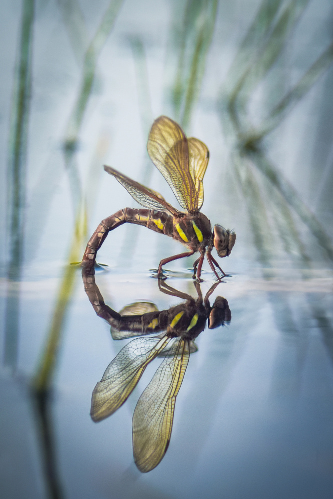 Brown hawker, Aeshna grandis (Linnaeus, 1758) von Victoria Bykanova