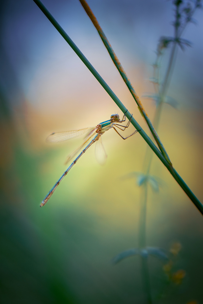 In the Herbs Silence von Victoria Bykanova
