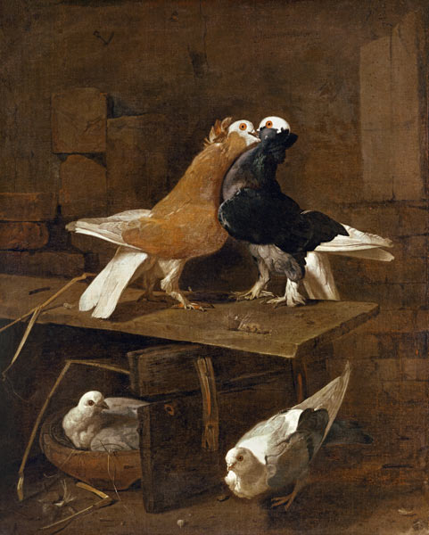 Pigeons von Victors Jacomo
