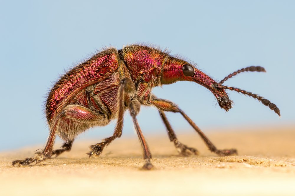chrome red in nature von Vida