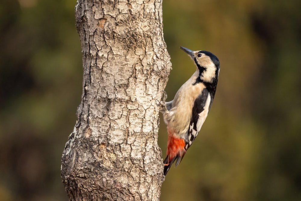 Syrian woodpecker von Vida