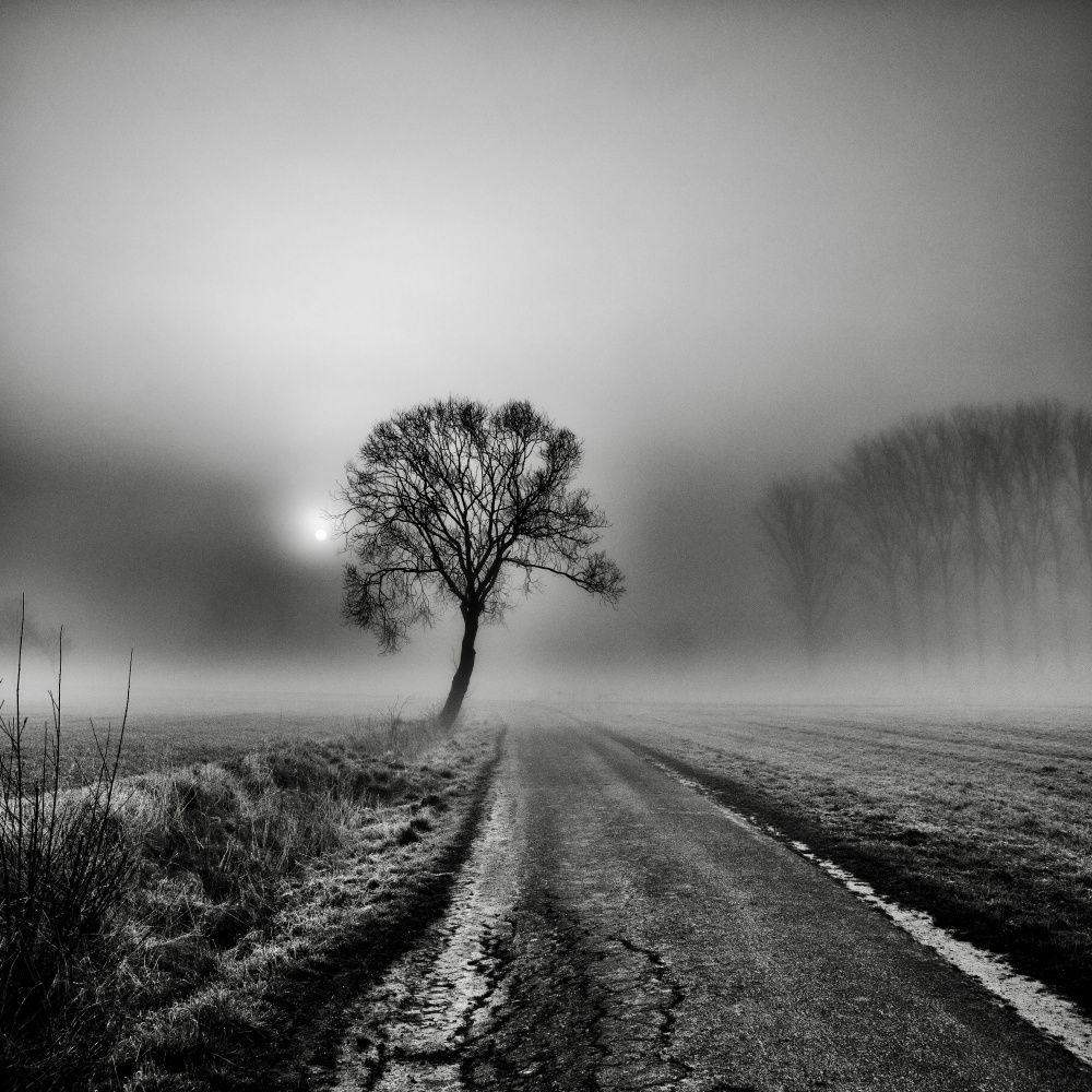 Misty Morning III von Viktor Bauer