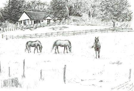 Horses at top of lane