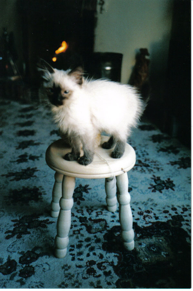 Ice kittens sister von Vincent Alexander Booth