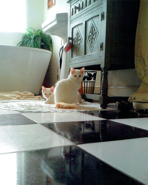 Puddy cats von Vincent Alexander Booth