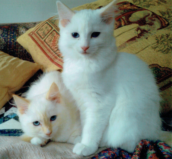 What is it ? von Vincent Alexander Booth