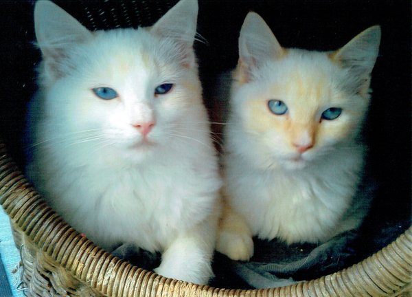 who did it von Vincent Alexander Booth