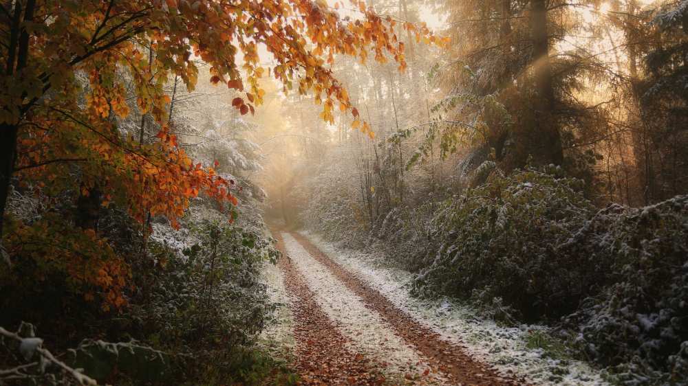 Frosty Fall von Vincent Croce