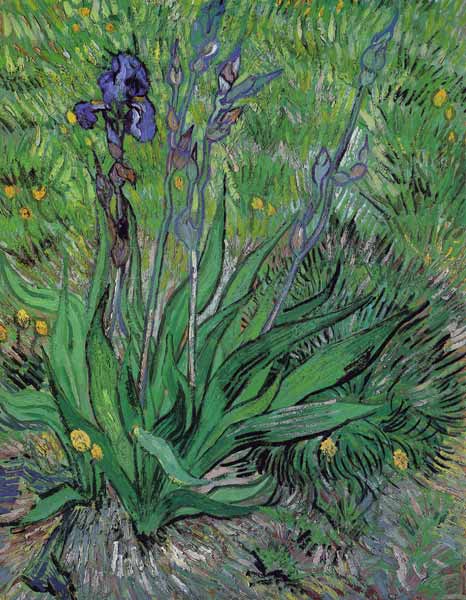Iris von Vincent van Gogh