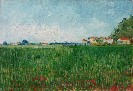 Feld mit Mohnblumen