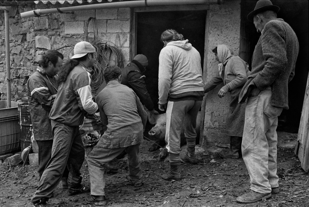 Last vain resistance / Pig killing series von Vito Guarino