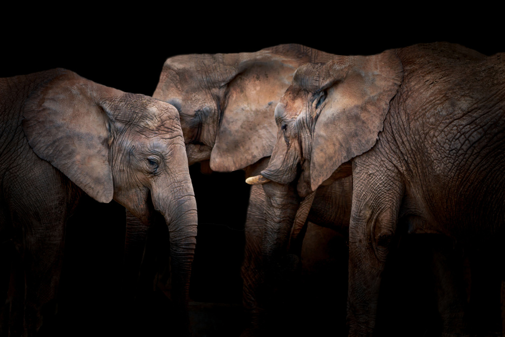 Elephants von Vitor Martins
