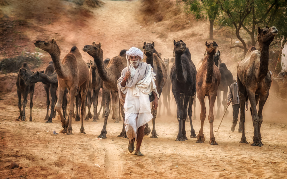 Directing the herd von Vivek Kalla