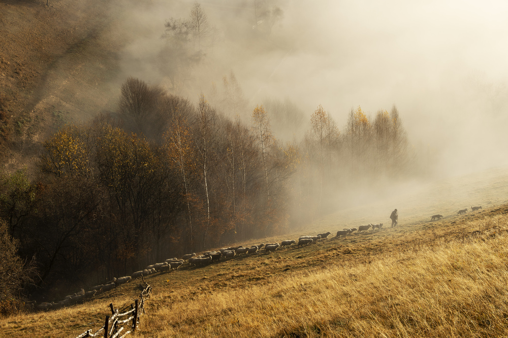 Can you hear the sounds? von Vlad Dumitrescu