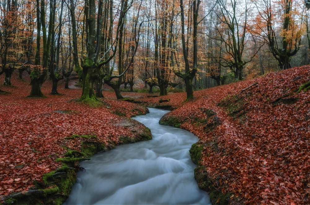 The guards von vladi garcia