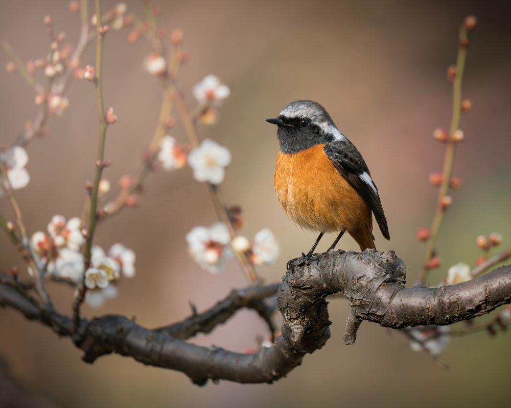 Spring is coming von Vu van quan