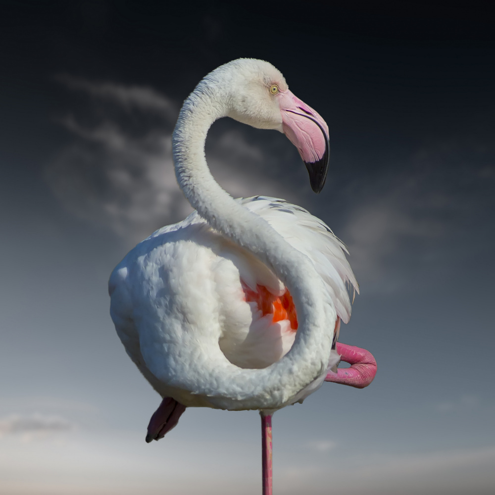 In Pink We Trust von Walter Caterina