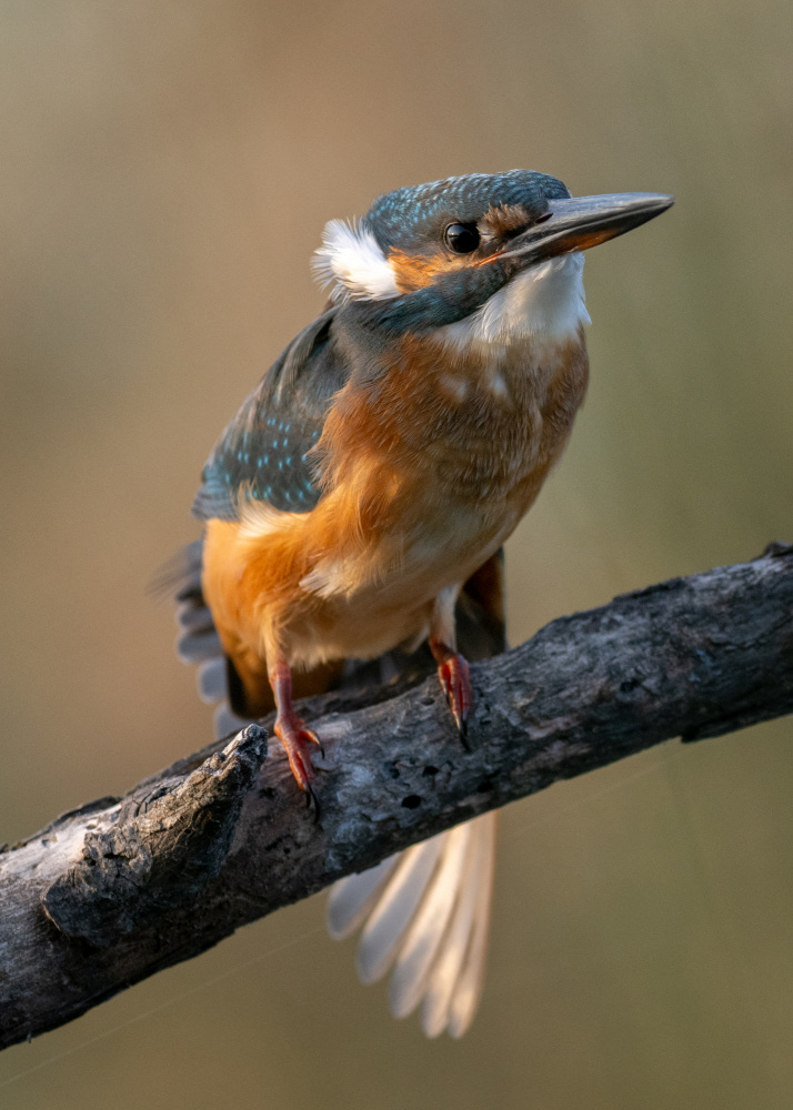 Martin pescatore von Walter Caterina