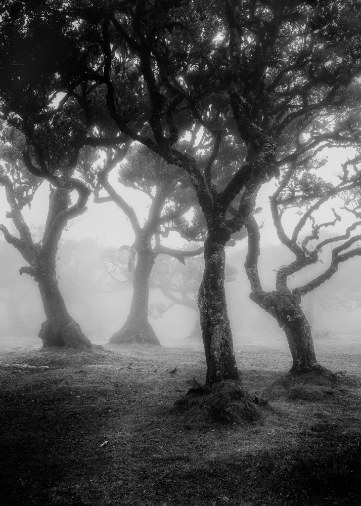 Fanal 03 von Walter Lackner