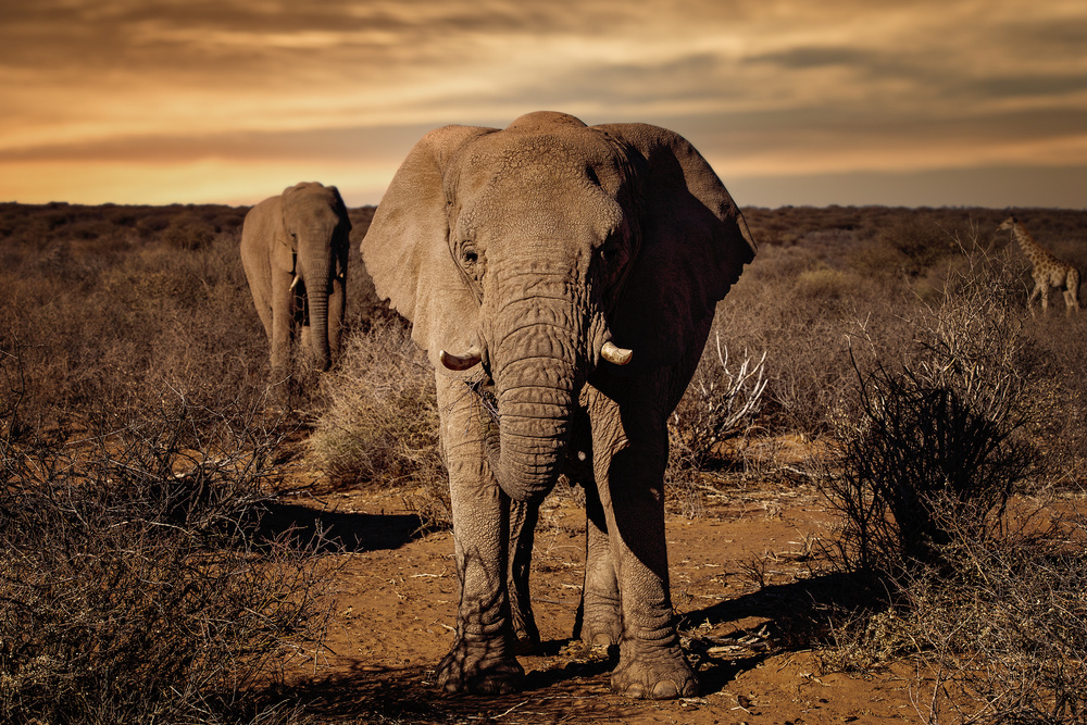 Big von Walter Lackner