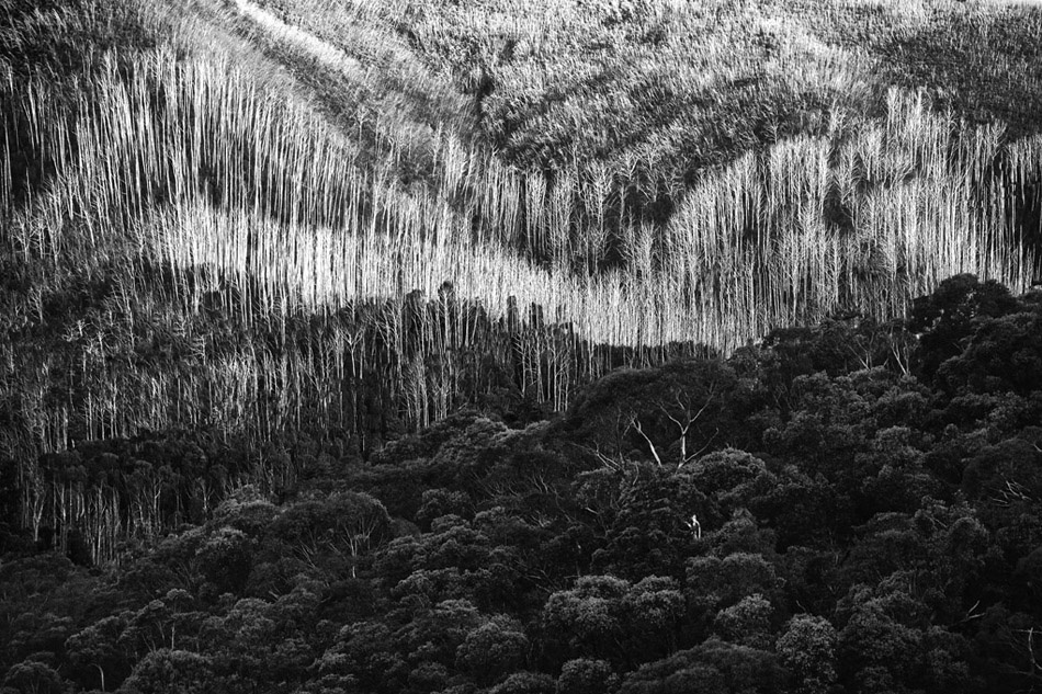 Life Goes On After Death von Wayne Pearson