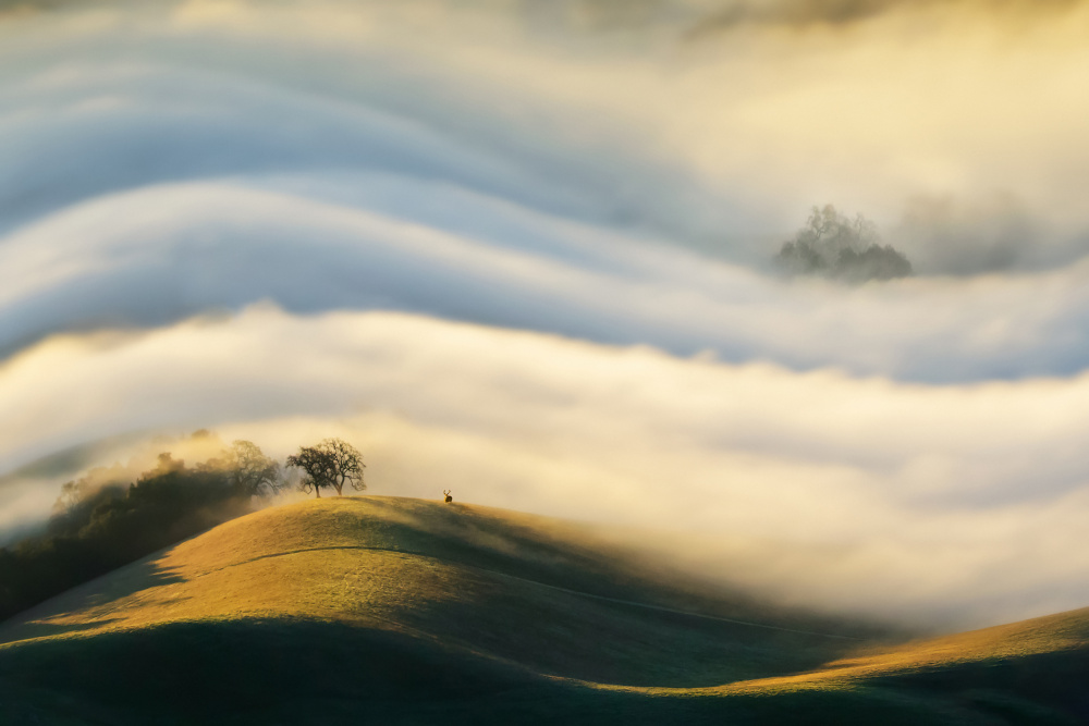 morning fog von wei lian