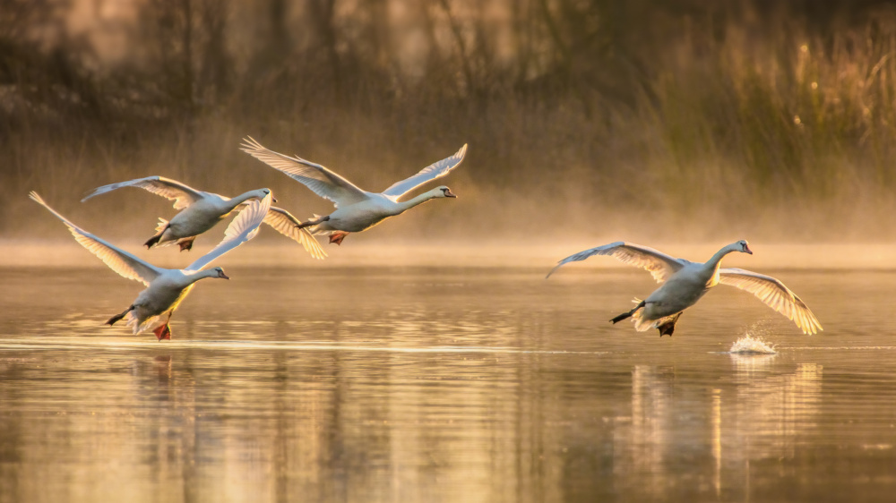 Morning Take Off von Wei Liu