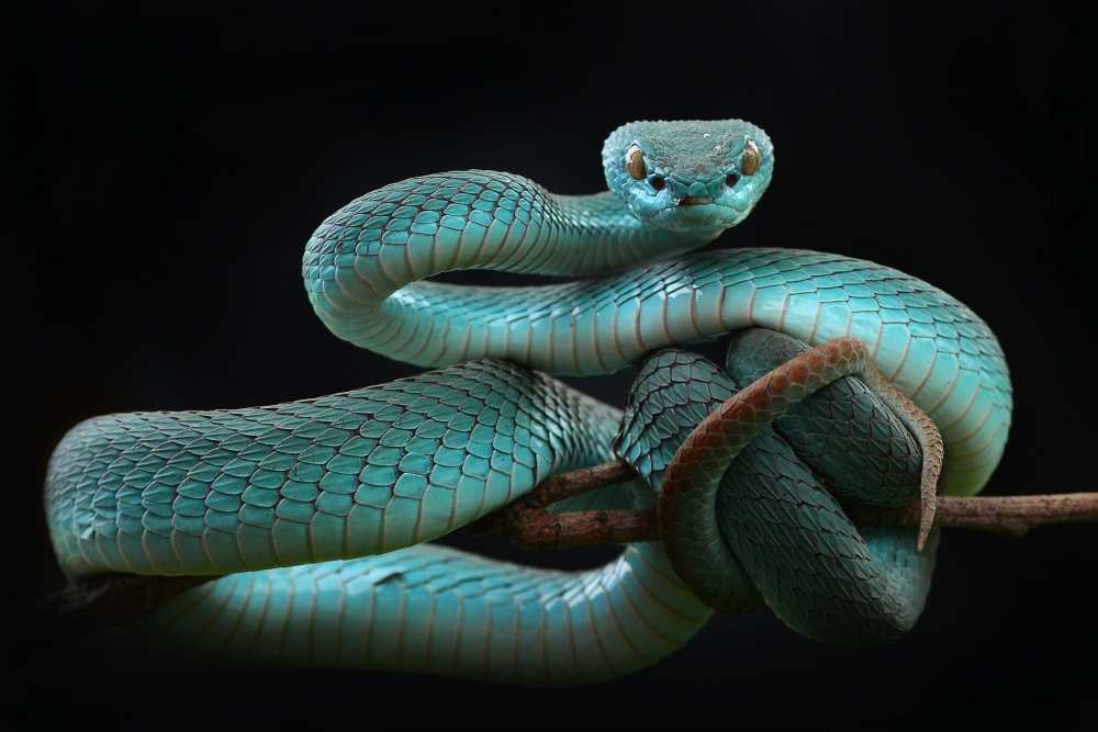 trimeresurus insularis [Blue] von Wel Nofri