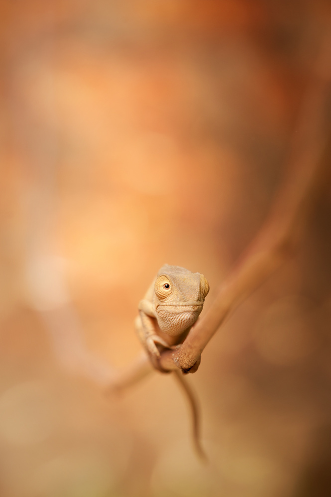 Look me in the eyes von Wendy