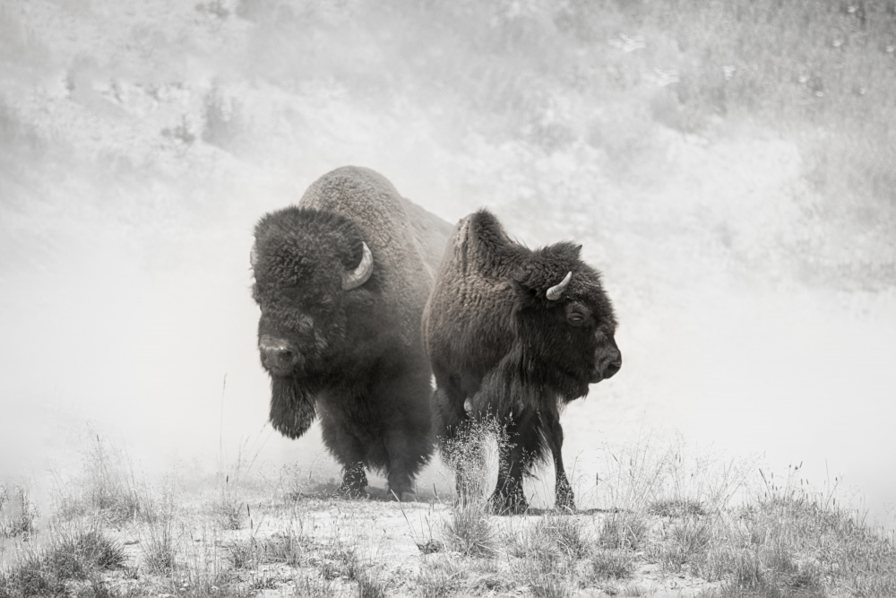 This is our land von Wenjin Yu