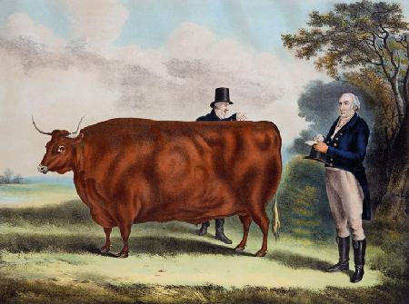 Portrait of Mr T.W. Coke Esq. and Clerk Hilliard Esq. with a North Devon Ox (colour engraving)