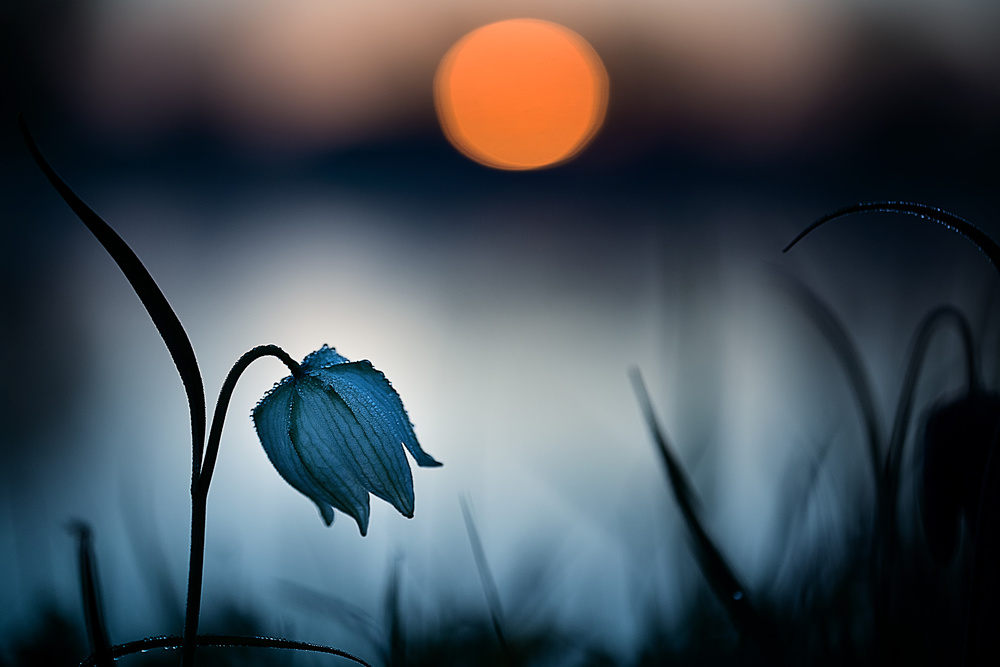 " Rising sun..." von Wil Mijer