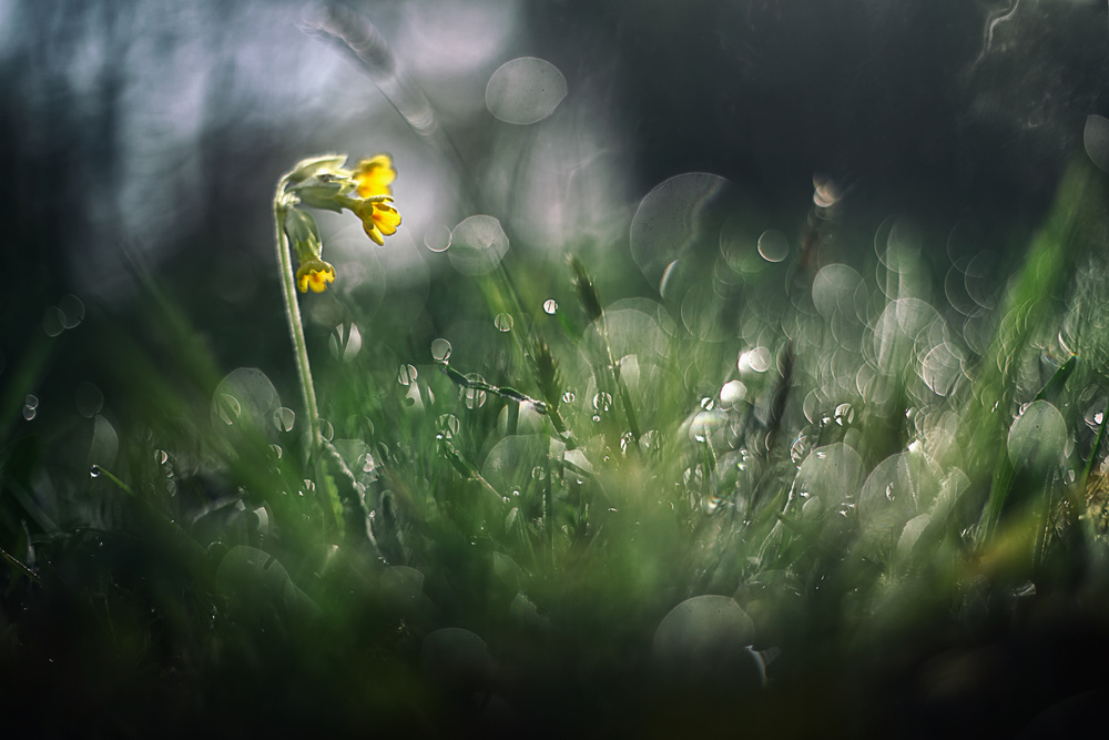 " Nothing else matters..." von Wil Mijer