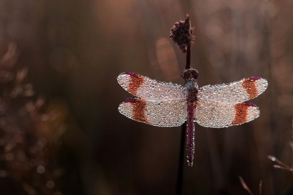 "Dawn" von Wil Mijer